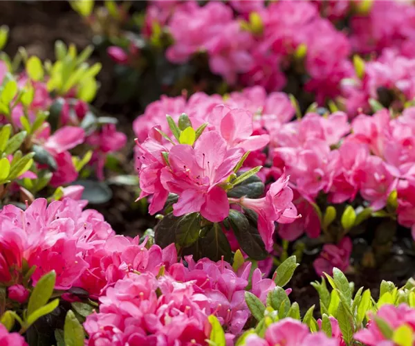 Rhododendron obtusum 'Canzonetta' (GS429355.jpg)