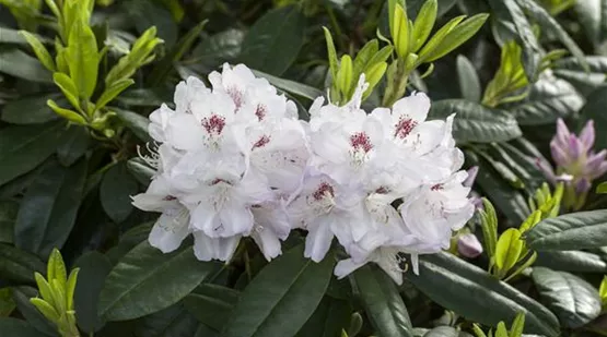 Rhododendron 'Hermann Backhus' (GS429138.jpg)