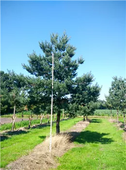 Pinus sylvestris H 50-60 