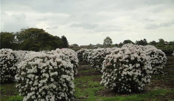 Rhododendron Hybride 'Cunninghams White' 140-160 x 140-160