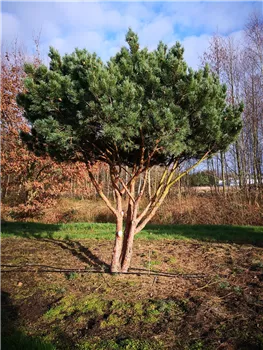Pinus sylvestris Watererii Schirmform 200-300 x 300-350